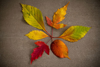 Different colored autumn leaves arranged in the circle.