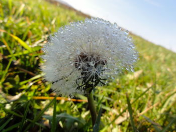 Close up of dandelion