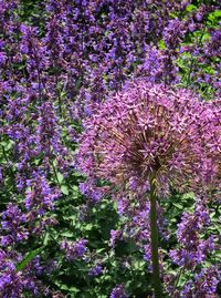 Close-up of purple flowers blooming on tree