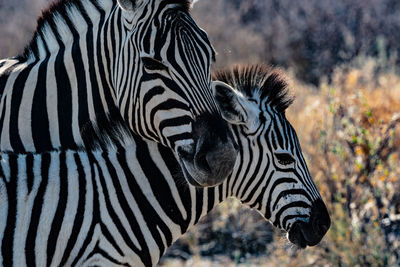 Portrait of zebra