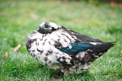 Close-up of a bird