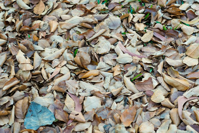 Full frame shot of mushrooms