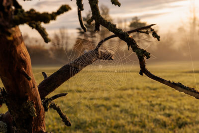 Close-up of spider web on tree trunk