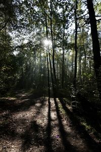 Sunlight streaming through trees in forest