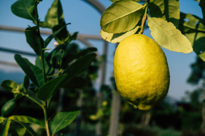 Close-up of yellow fruits on tree