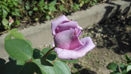 Close-up of pink flower