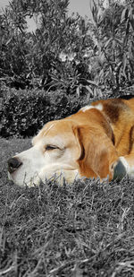 View of a dog sleeping