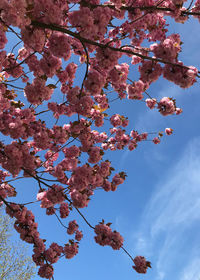 Low angle view of cherry blossoms against sky
