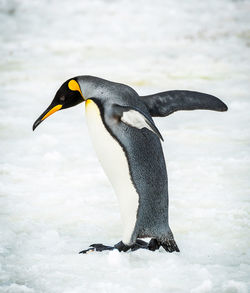 View of a penguin
