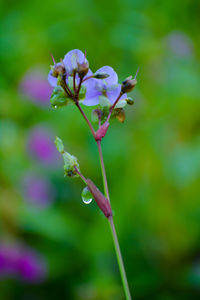 Close-up of pink flowering plant