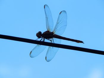 Low angle view of dragonfly on twig against clear blue sky