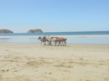 Scenic view of beach against clear sky