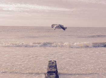 Bird flying over sea against sky during sunset