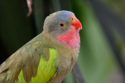 Portrait of a princess parakeet 