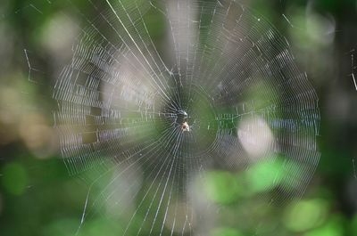 Close-up of spider web