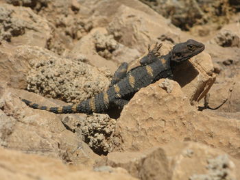 Lizard on rock