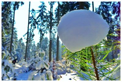 Close-up of plants against trees