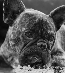 Close-up portrait of dog