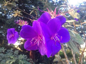 Close-up of flower blooming outdoors