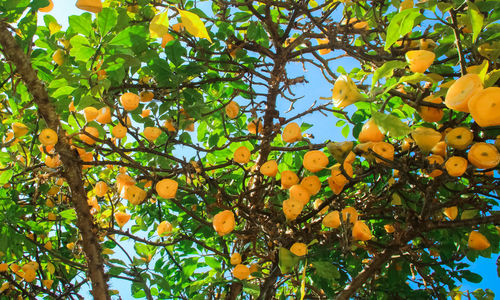 Low angle view of orange tree
