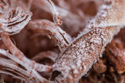 Close-up of plant against blurred background