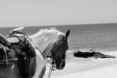 View of horse in sea