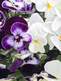 Close-up of purple flower