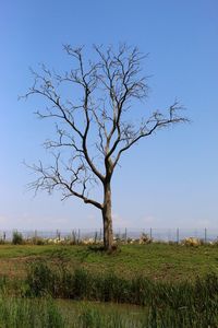 Bare tree on field against clear sky