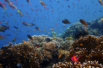 Fish swimming in sea