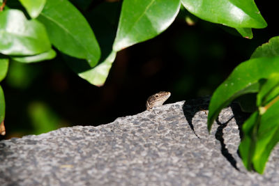 Close-up of a lizard on plant
