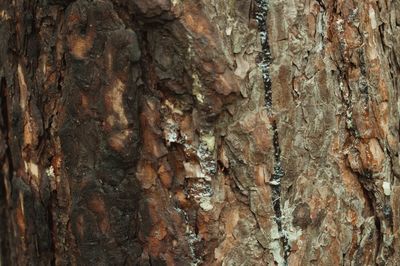 Full frame shot of tree trunk