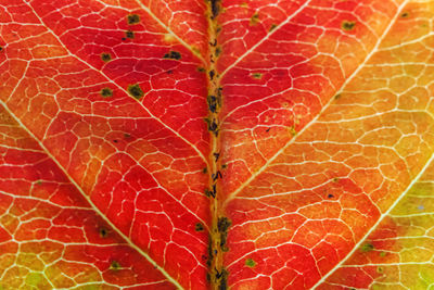 plant part