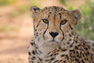 Close-up portrait of lion