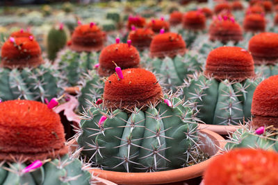 Close-up of red cactus flower pot