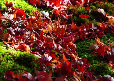 Close-up of red maple leaves