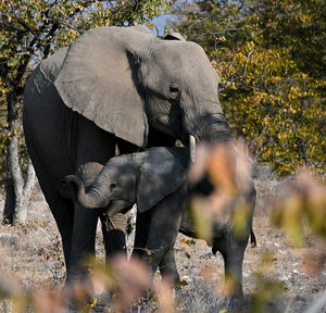 Elephants drinking water