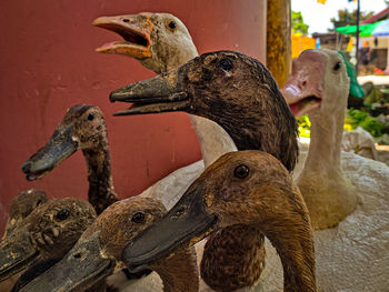 Close-up of a duck