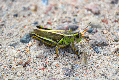 Close-up of grasshopper on land