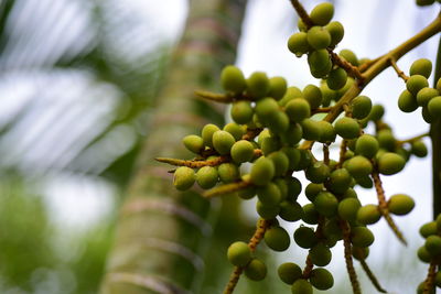 Close-up of plant