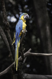 Close-up of parrot perching on branch