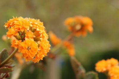 Close-up of orange marigold