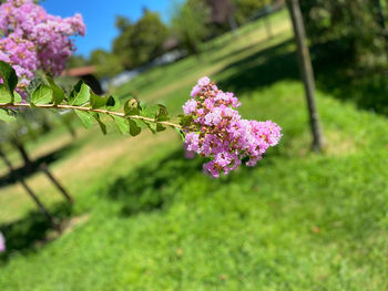 Close-up of pink flower on field