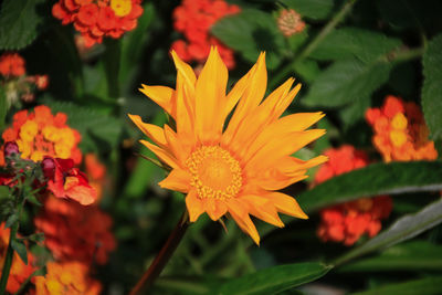 Close-up of yellow flowers blooming outdoors