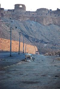 Horse cart on mountain against sky