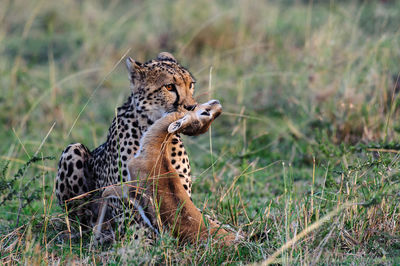 Cheetah with hunted gazelle on field