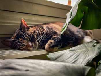 Close-up of cat sleeping