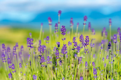 Close-up violet lavender flowers field in summer sunny day with soft focus blur natural background.