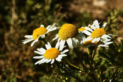 Close-up of yellow flowering plant