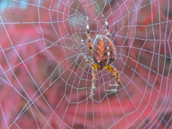 Spider on web