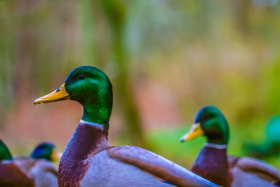 Close-up of mallard duck